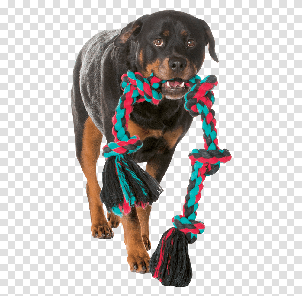 Dog Playing Toy, Pet, Canine, Animal Transparent Png