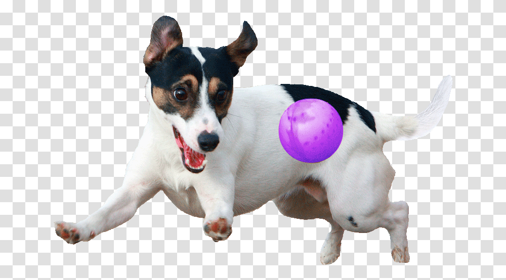 Dog Playing With Ball, Pet, Canine, Animal, Mammal Transparent Png