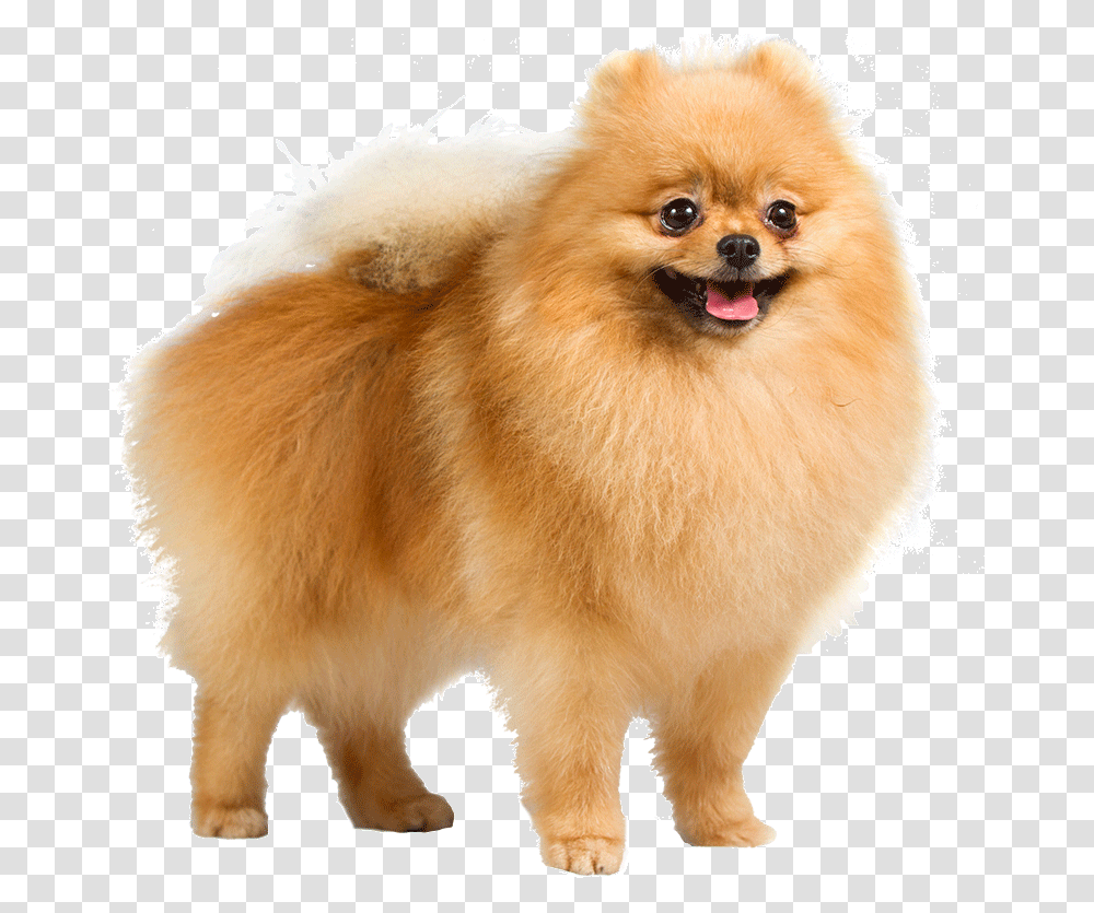 Dog Pomeranian Dog Background, Pet, Animal, Canine, Mammal Transparent Png