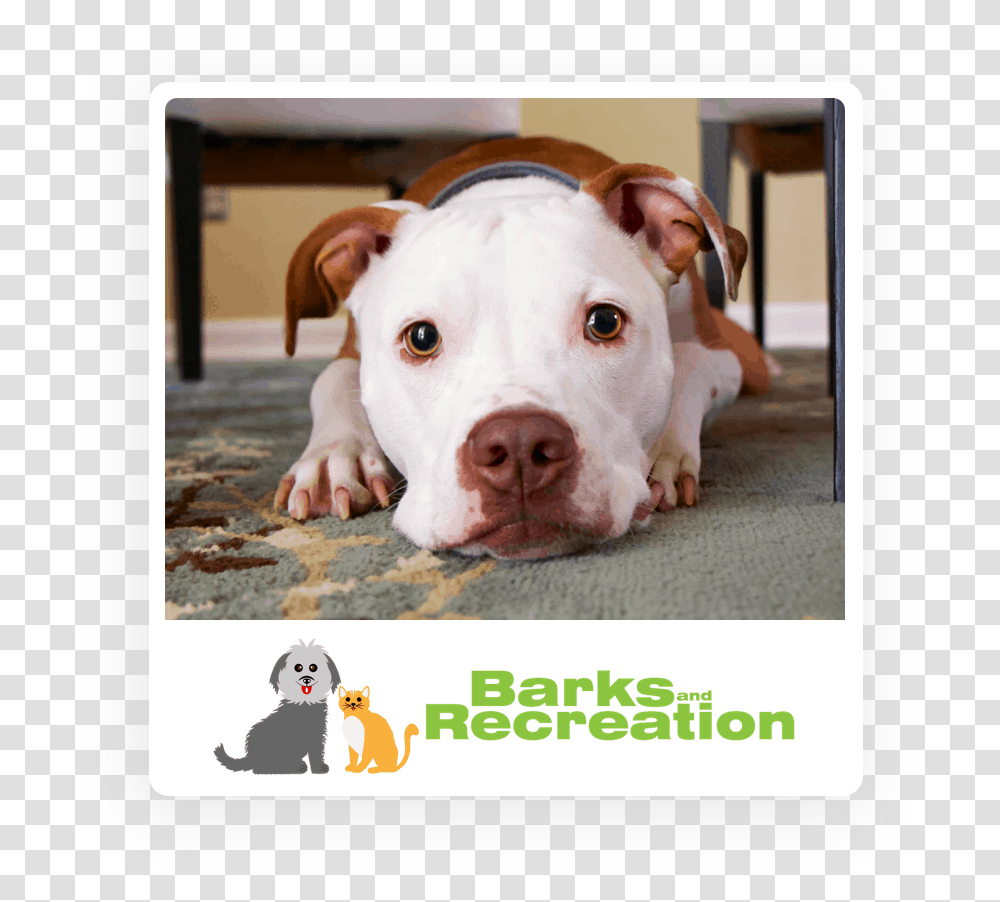 Dog Posing For Barks And Recreation Brown And White Dogo Argentino, Pet, Canine, Animal, Mammal Transparent Png