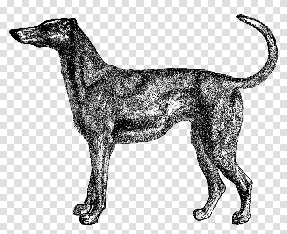 Dog Prints Dog Old Illustration, Deer, Wildlife, Mammal, Animal Transparent Png