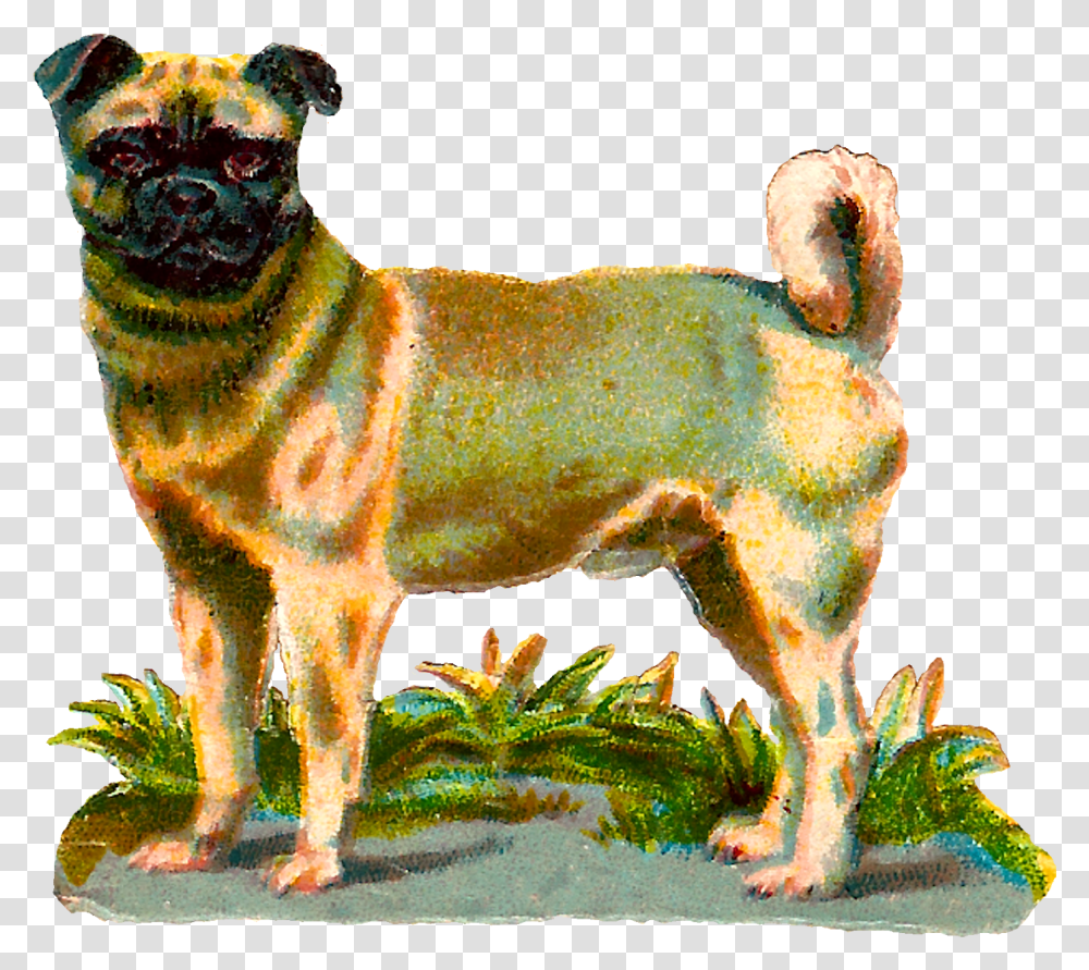 Dog Pug Animal Breed Digital Clipart Image Download Vintage Dog, Canine, Mammal, Pet, Lion Transparent Png