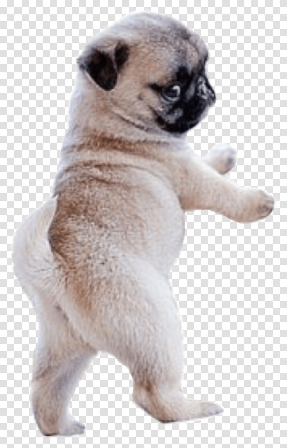 Dog Pug Puppy, Canine, Mammal, Animal, Pet Transparent Png