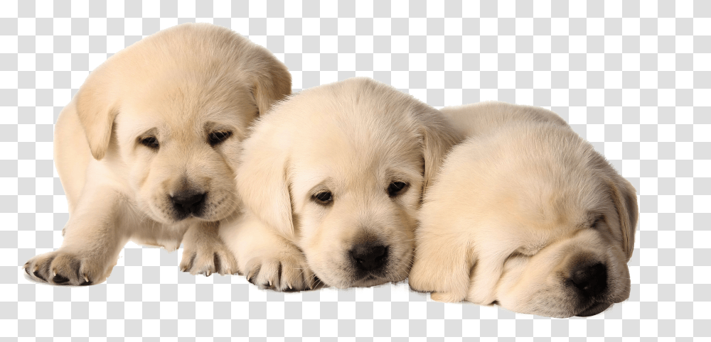 Dog Puppies, Labrador Retriever, Pet, Canine, Animal Transparent Png