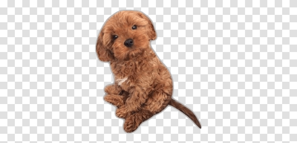 Dog Puppy Cute Pngs Aesthetic Niche Companion Dog, Pet, Animal, Canine, Mammal Transparent Png