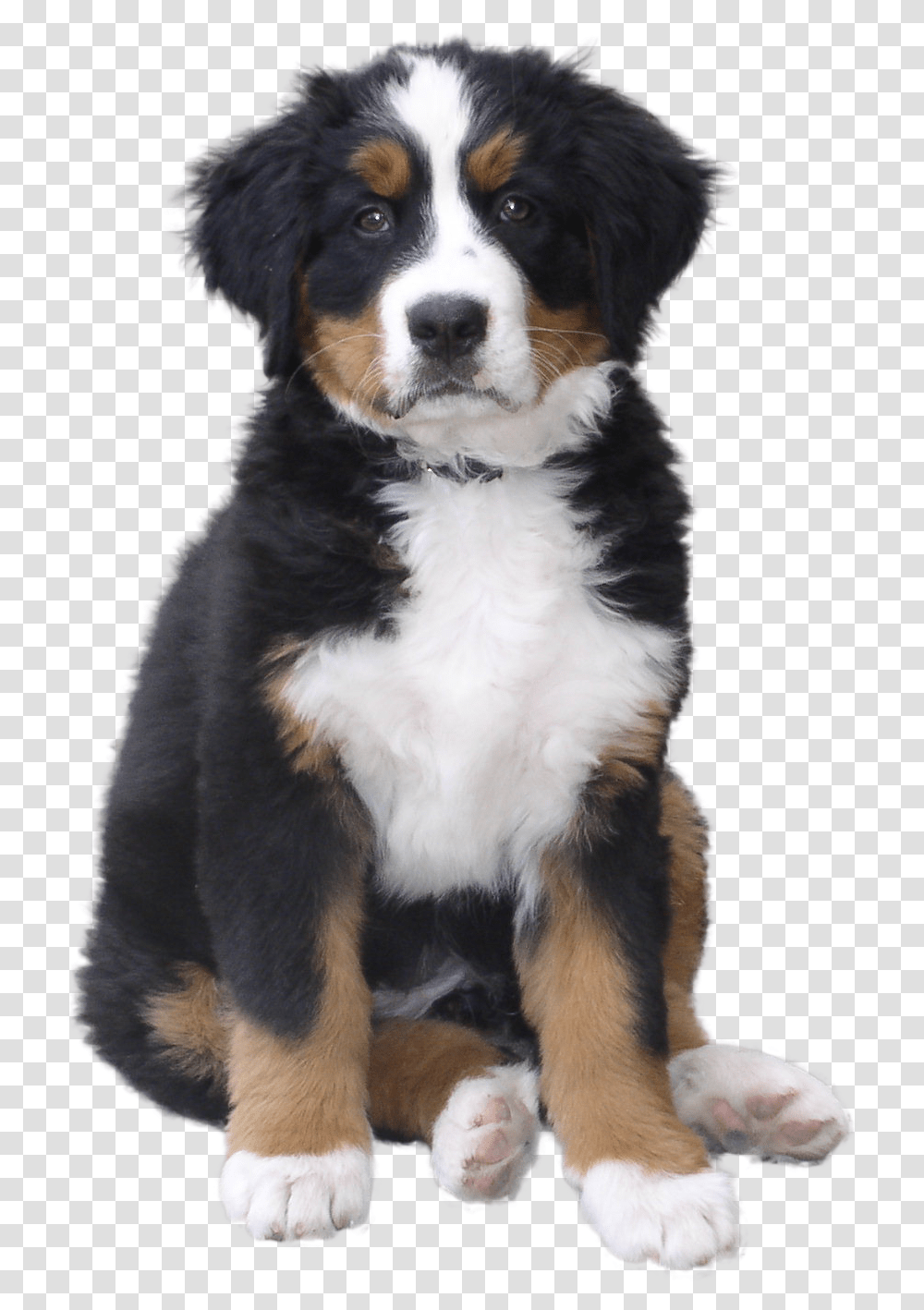Dog Puppy, Pet, Canine, Animal, Mammal Transparent Png