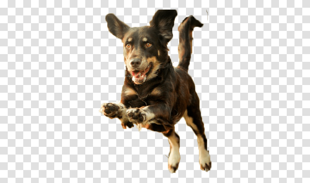 Dog Puppy Runs Background Dog Run, Pet, Canine, Animal, Mammal Transparent Png