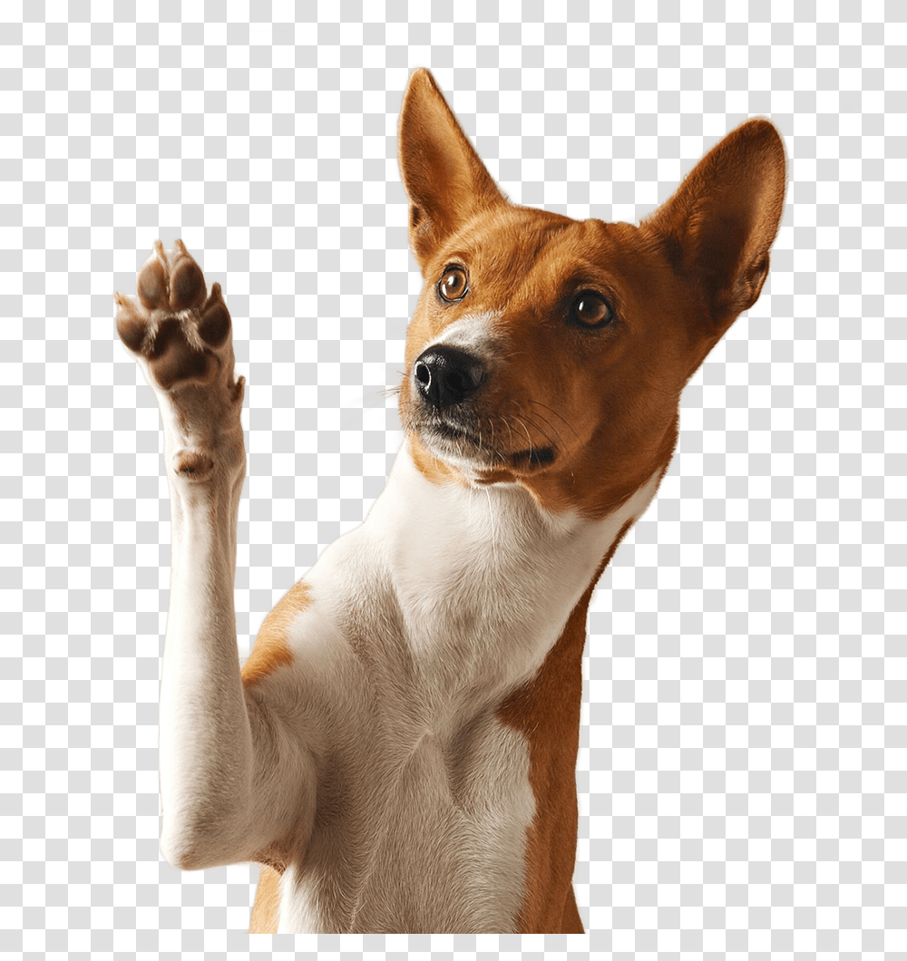 Dog Raising Paw, Pet, Canine, Animal, Mammal Transparent Png