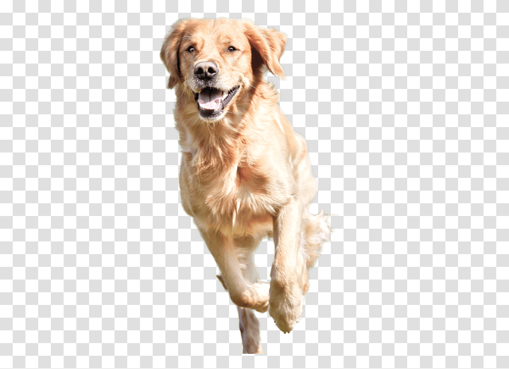 Dog Running 4 Golden Retriever Vs Beagle, Pet, Canine, Animal, Mammal Transparent Png