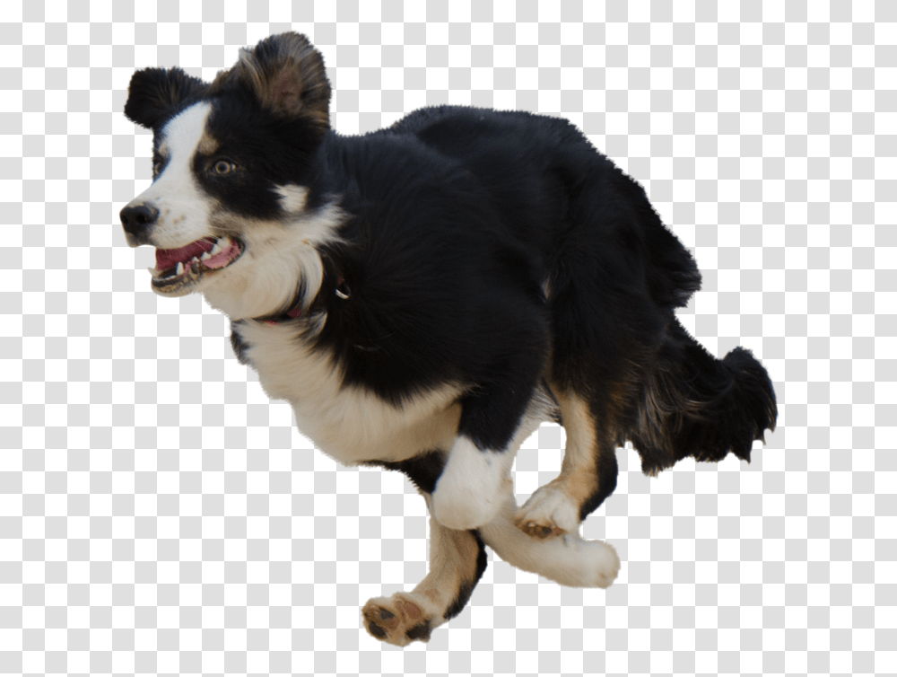 Dog Running Background, Pet, Canine, Animal, Mammal Transparent Png