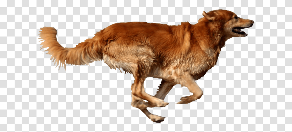 Dog Running Dog Running Background, Golden Retriever, Pet, Canine, Animal Transparent Png