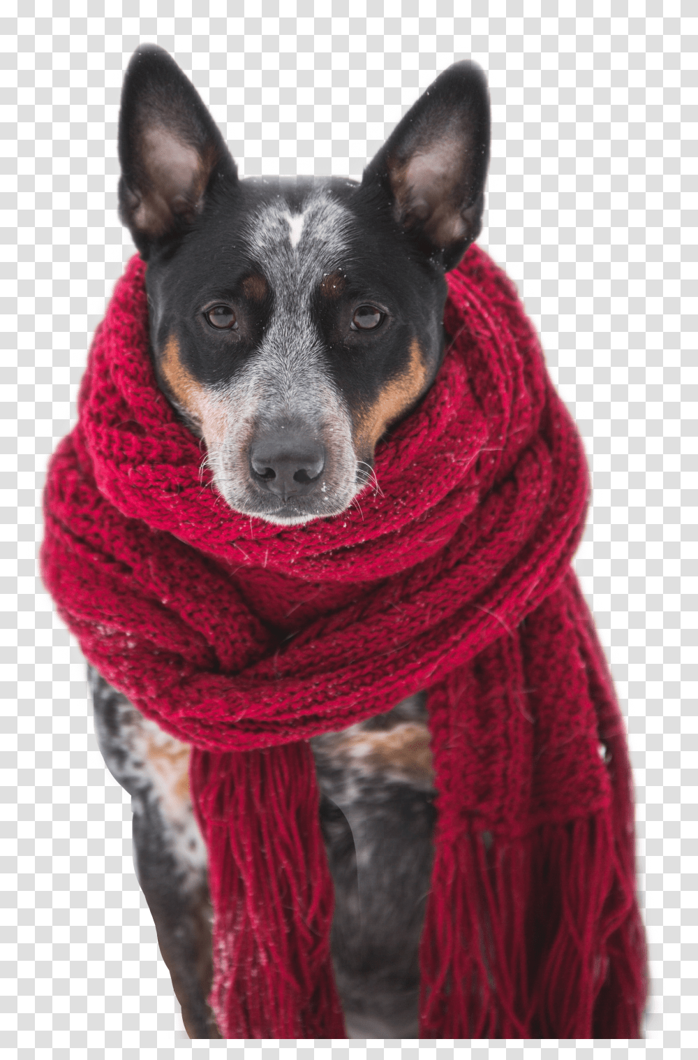 Dog Scarf Red Pet Pets Animals Dogs Wearing Scarves In The Snow Transparent Png