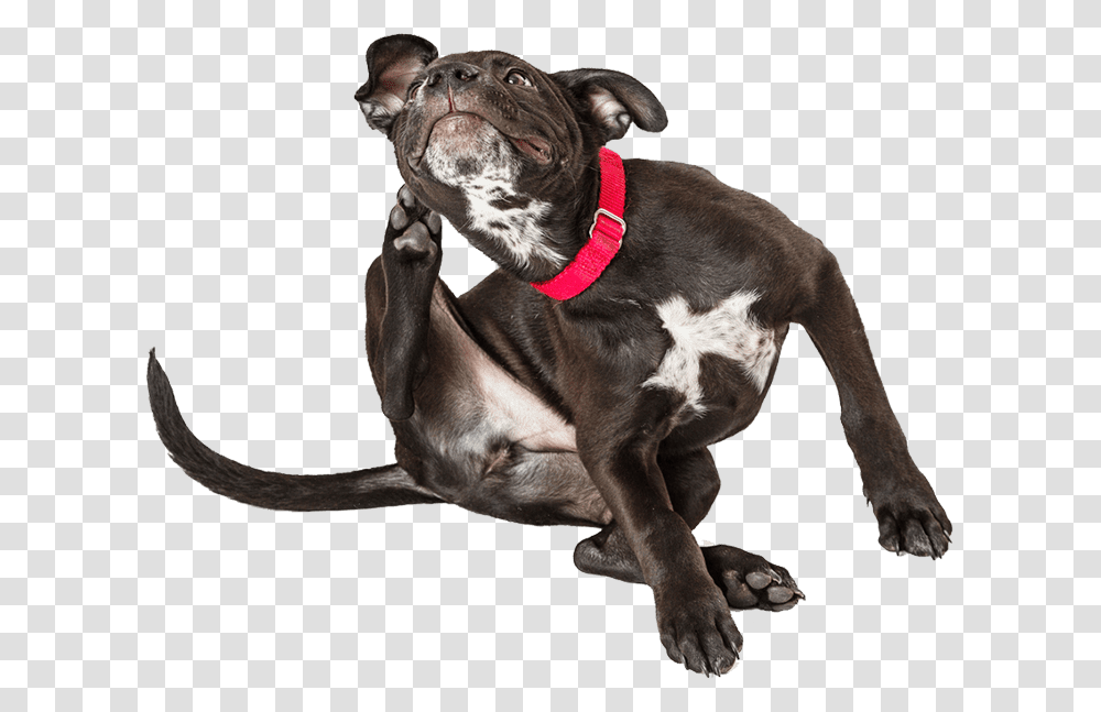 Dog Scratching Ear Dog Catches Something, Pet, Canine, Animal, Mammal Transparent Png