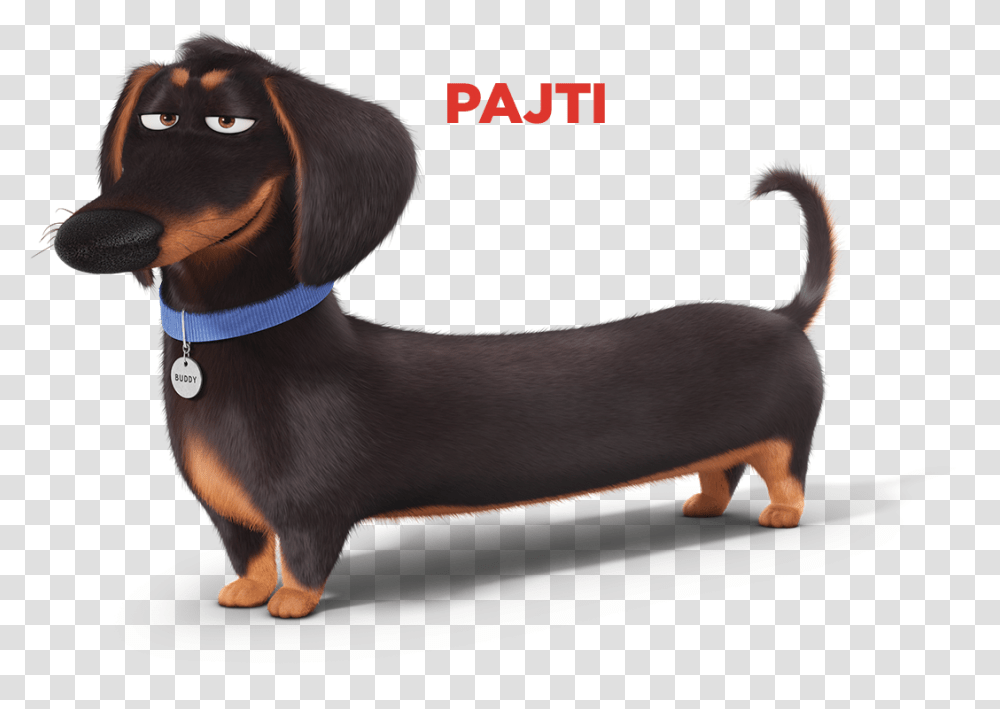 Dog Secret Life Of Pets Characters, Canine, Animal, Mammal, Hound Transparent Png