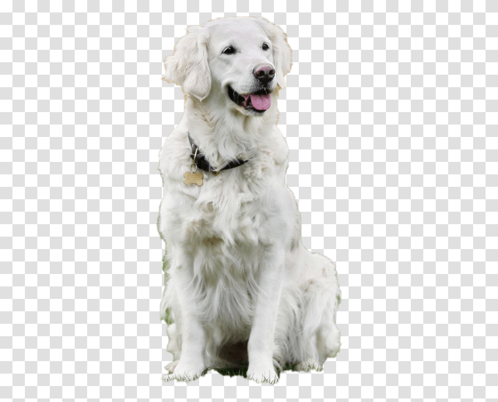Dog Sitting Background Slovak Cuvac, Pet, Canine, Animal, Mammal Transparent Png