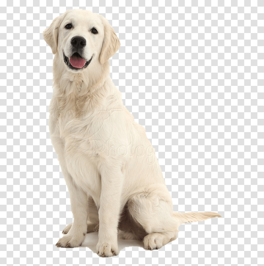Dog Sitting File Dog Sitting, Pet, Canine, Animal, Mammal Transparent Png