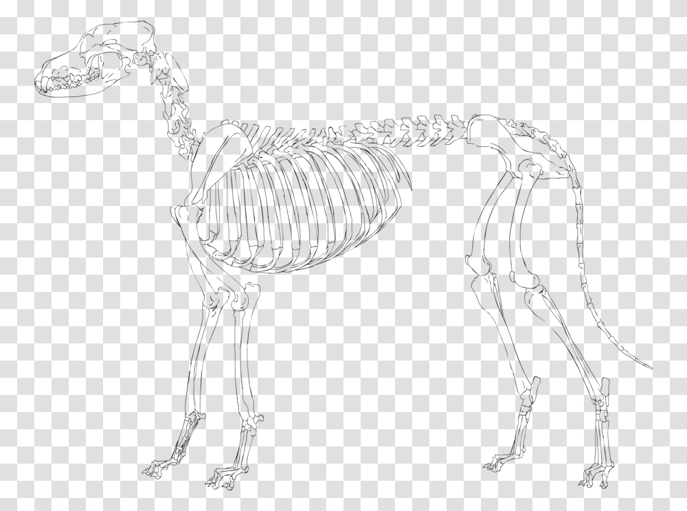 Dog Skeleton Clipart Free Download Skeleton Clipart Sketch, Gray, World Of Warcraft Transparent Png