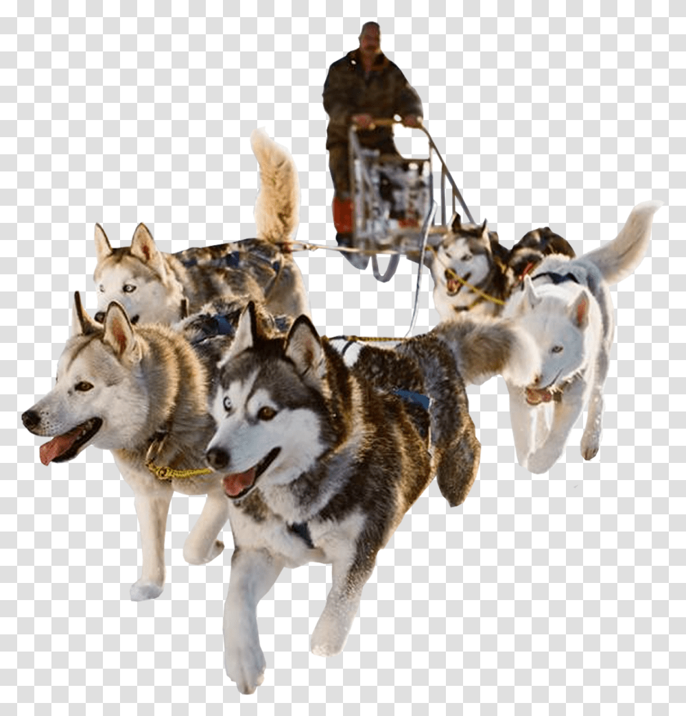Dog Sled, Person, Human, Pet, Canine Transparent Png