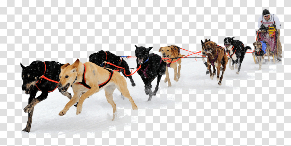 Dog Sled, Pet, Canine, Animal, Mammal Transparent Png