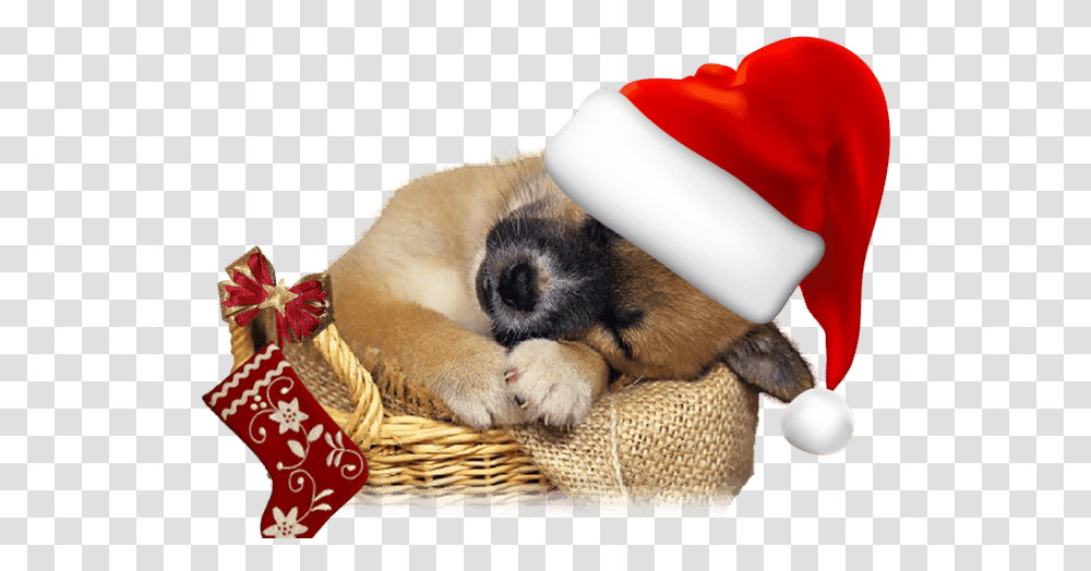 Dog Sleeping Background, Mammal, Animal, Pet, Canine Transparent Png