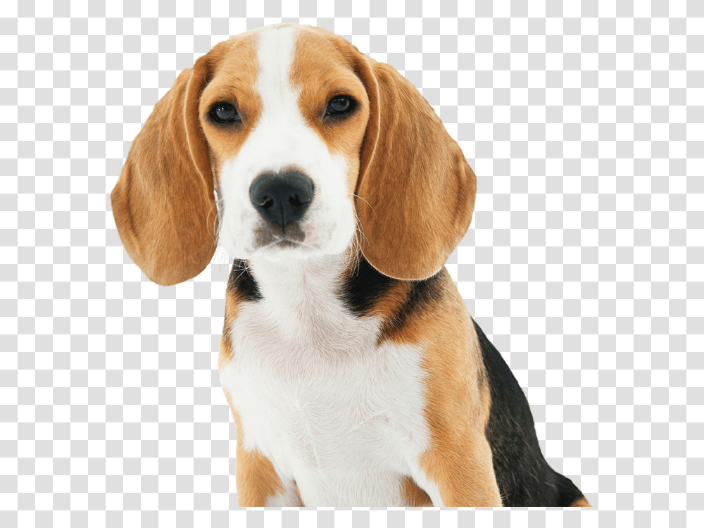 Dog Small Dogs Breed, Pet, Canine, Animal, Mammal Transparent Png