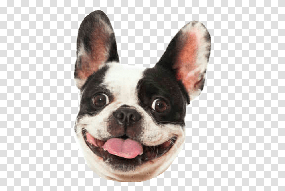 Dog Smile Bulldog Frenchbulldog Frenchie Frenchy World Smile Day Dog, Boston Bull, Pet, Canine, Animal Transparent Png