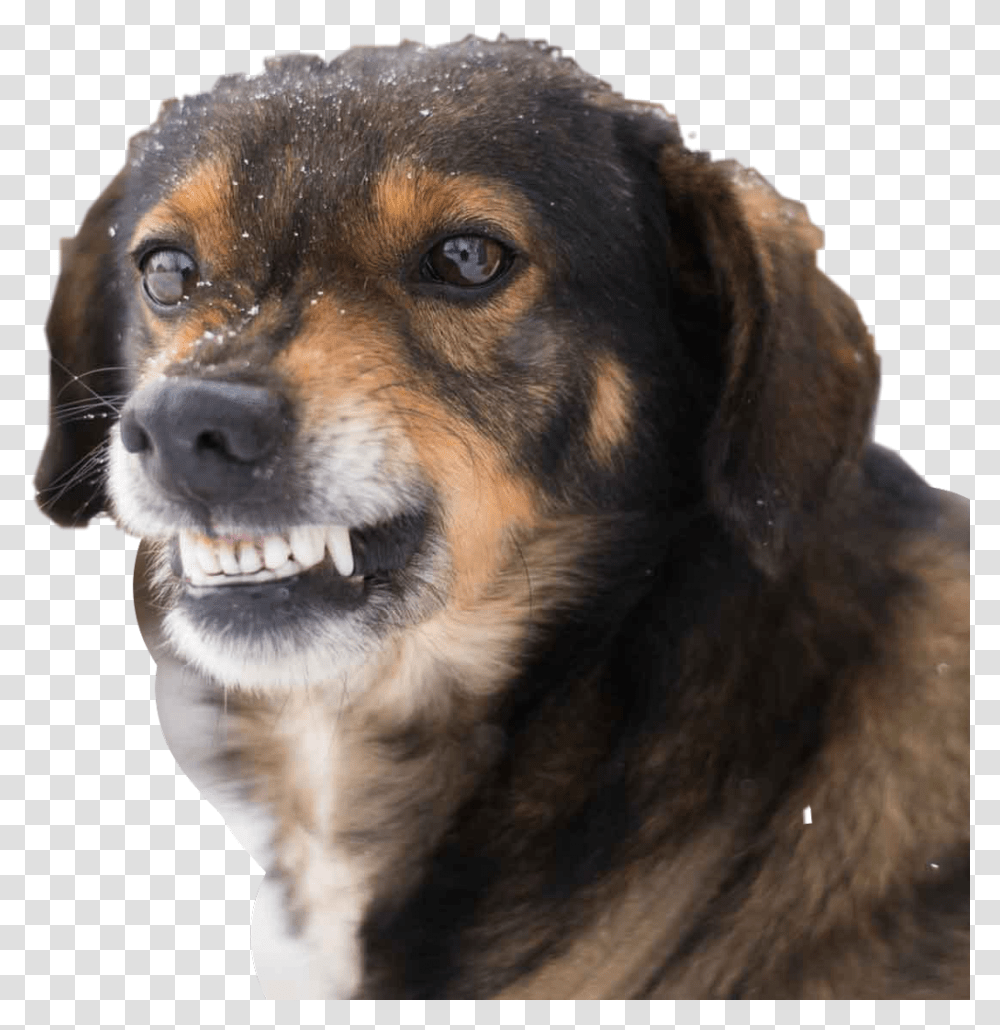 Dog Smile Funny Hahahaha Interesting Angry Love Angry Dog Show Teeth, Pet, Canine, Animal, Mammal Transparent Png