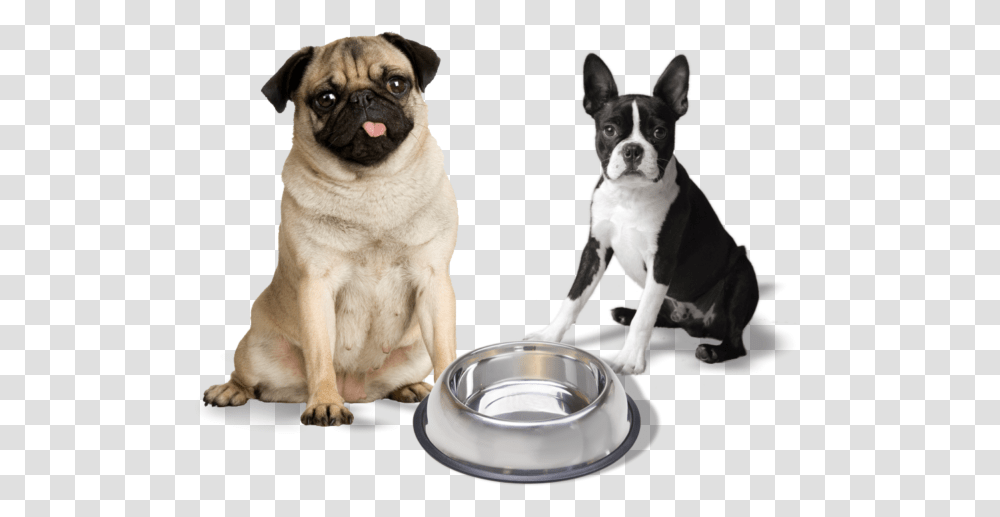 Dog Stainless Ugly Dog White Background, Pet, Canine, Animal, Mammal Transparent Png