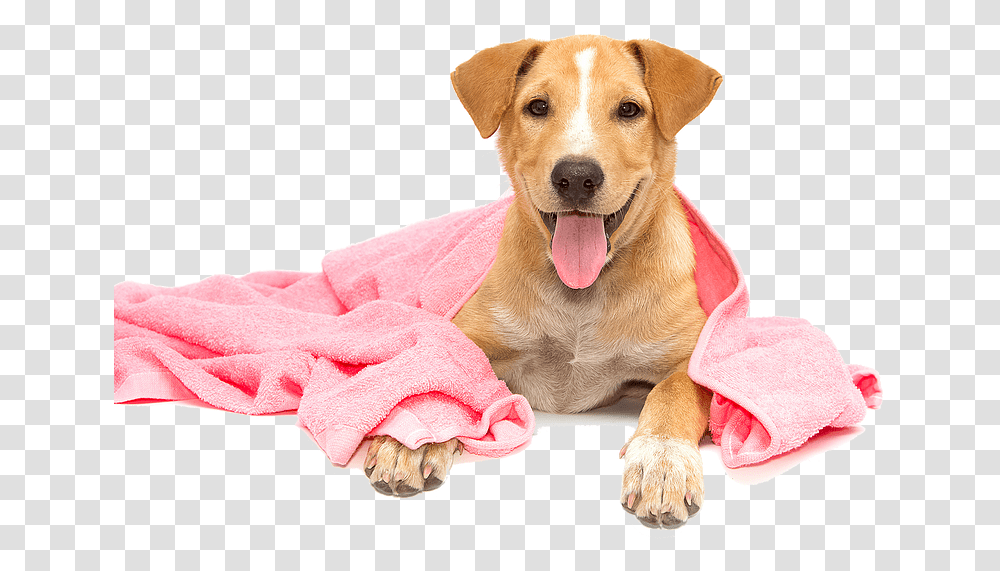 Dog Taking A Bath, Pet, Animal, Canine, Mammal Transparent Png