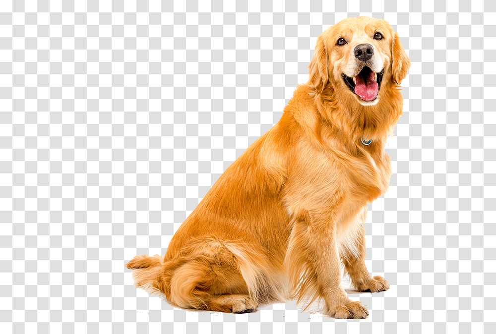 Dog Teeth Golden Retriever Dog White Background, Pet, Canine, Animal Transparent Png