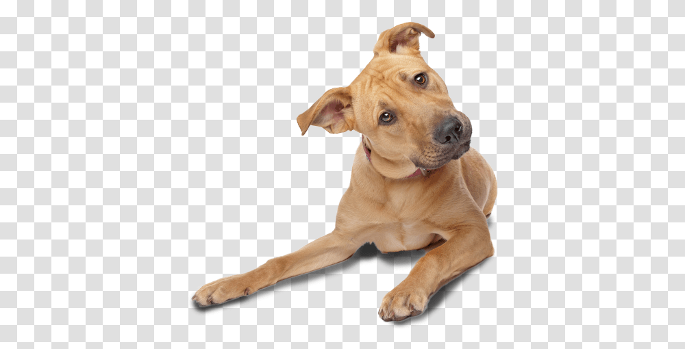 Dog Tilting Head, Pet, Canine, Animal, Mammal Transparent Png