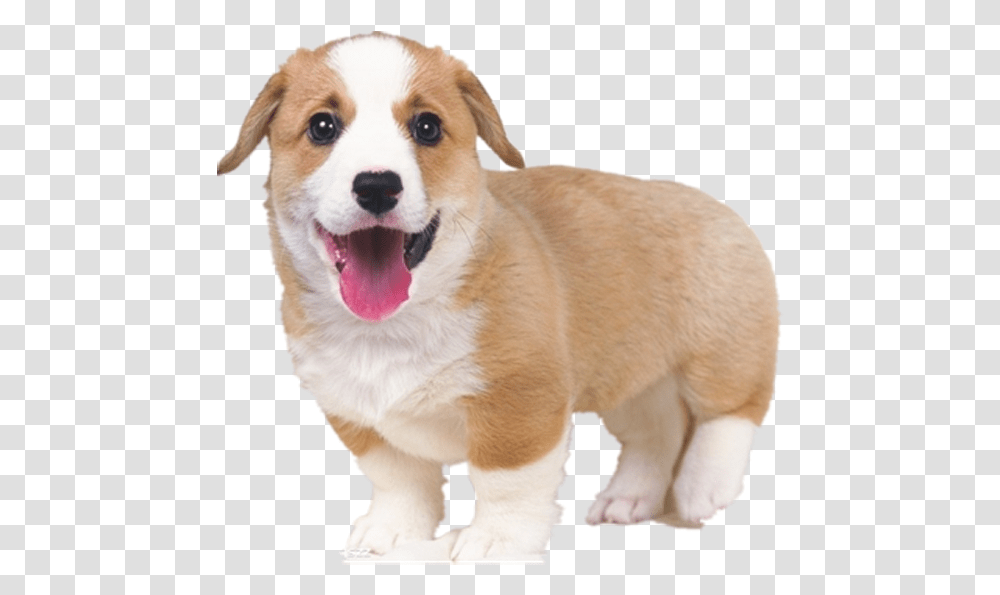 Dog Tongue Cute White And Brown Dogs, Pet, Canine, Animal, Mammal Transparent Png