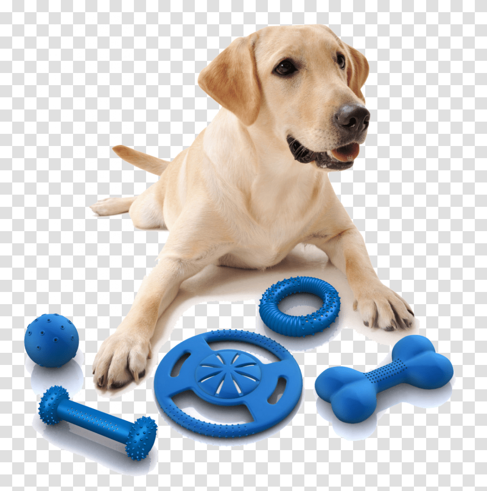 Dog Toy, Pet, Animal, Canine, Mammal Transparent Png