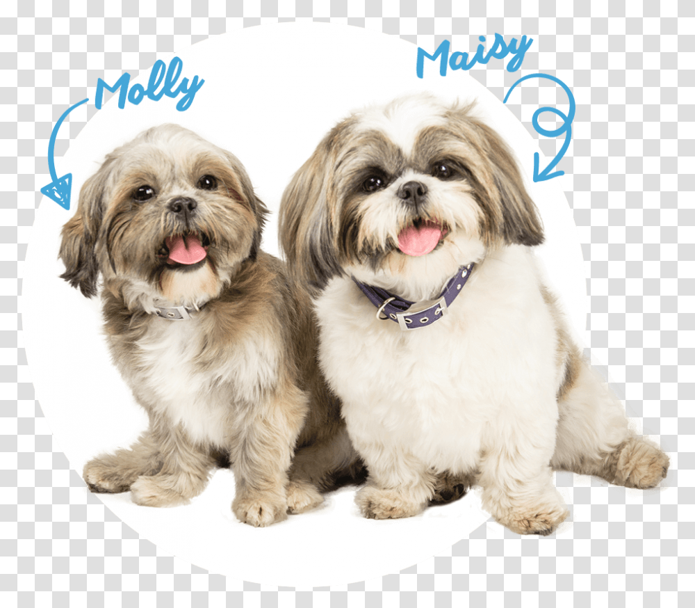 Dog Training Pads Blue Ribbon Brand New Patented Design Two Shih Tzus, Puppy, Pet, Canine, Animal Transparent Png