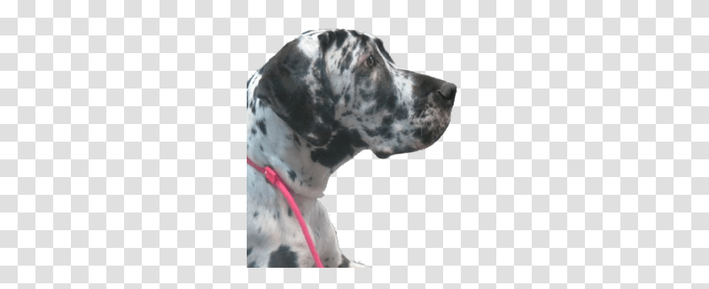 Dog Training, Pet, Animal, Canine, Mammal Transparent Png