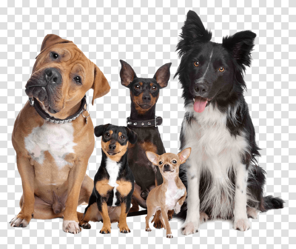 Dog Type, Canine, Mammal, Animal, Pet Transparent Png