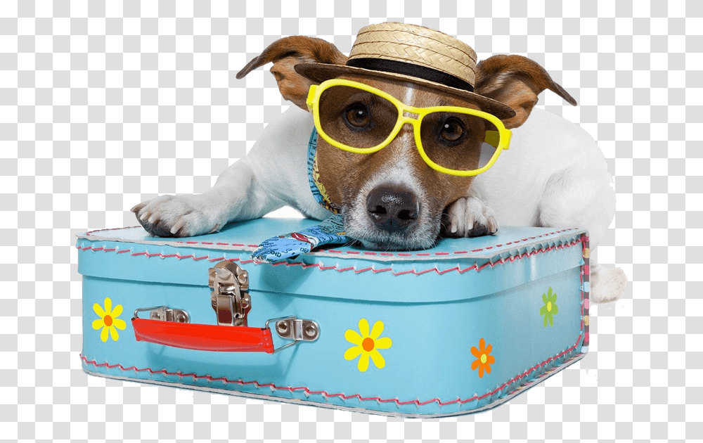 Dog Vacation Pet Traveling, Canine, Mammal, Animal, Puppy Transparent Png