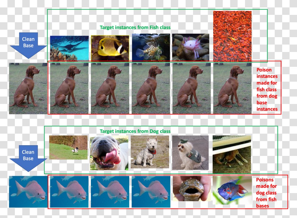 Dog Vs Fish Classifier Poisoning Neural Network Data Poisoning, Collage, Poster, Advertisement, Pet Transparent Png