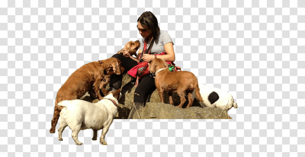 Dog Walking With Jane Companion Dog, Person, Pet, Canine, Animal Transparent Png