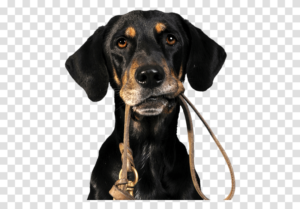 Dog Walkingrunningjogging Dog Off A Leash, Pet, Canine, Animal, Mammal Transparent Png