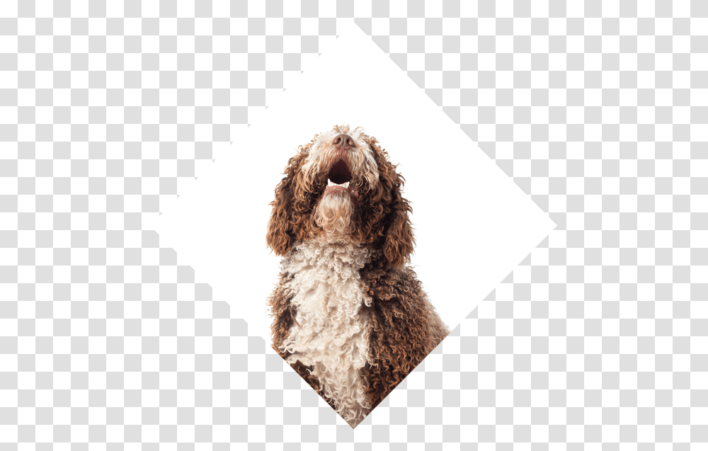 Dog Wash Appointment Booking Software Perro Mirando Para Arriba, Poodle, Pet, Canine, Animal Transparent Png