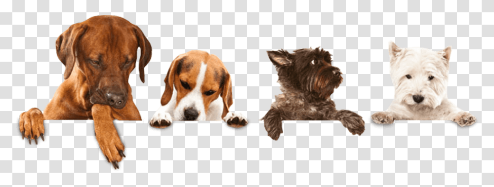 Dog Washing, Pet, Canine, Animal, Mammal Transparent Png