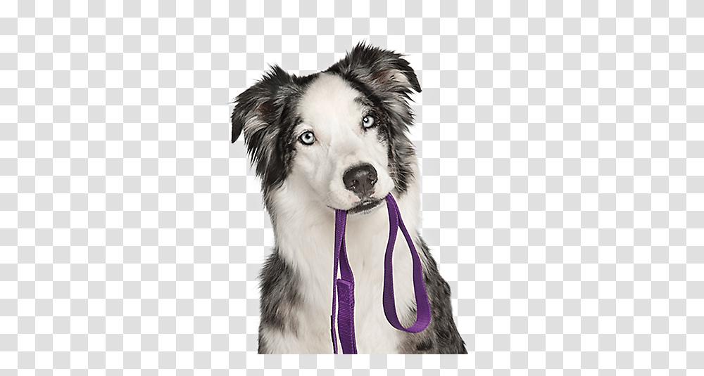 Dog White Background Hd Puppy Training, Pet, Canine, Animal, Mammal Transparent Png