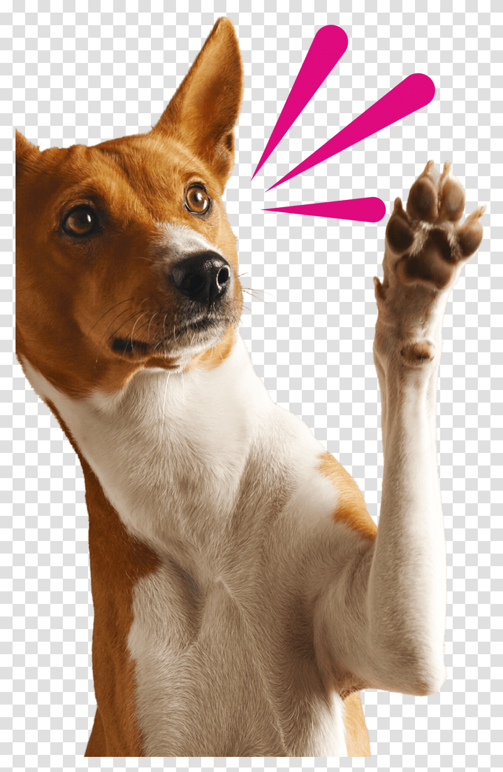 Dog With Arm Up, Pet, Canine, Animal, Mammal Transparent Png