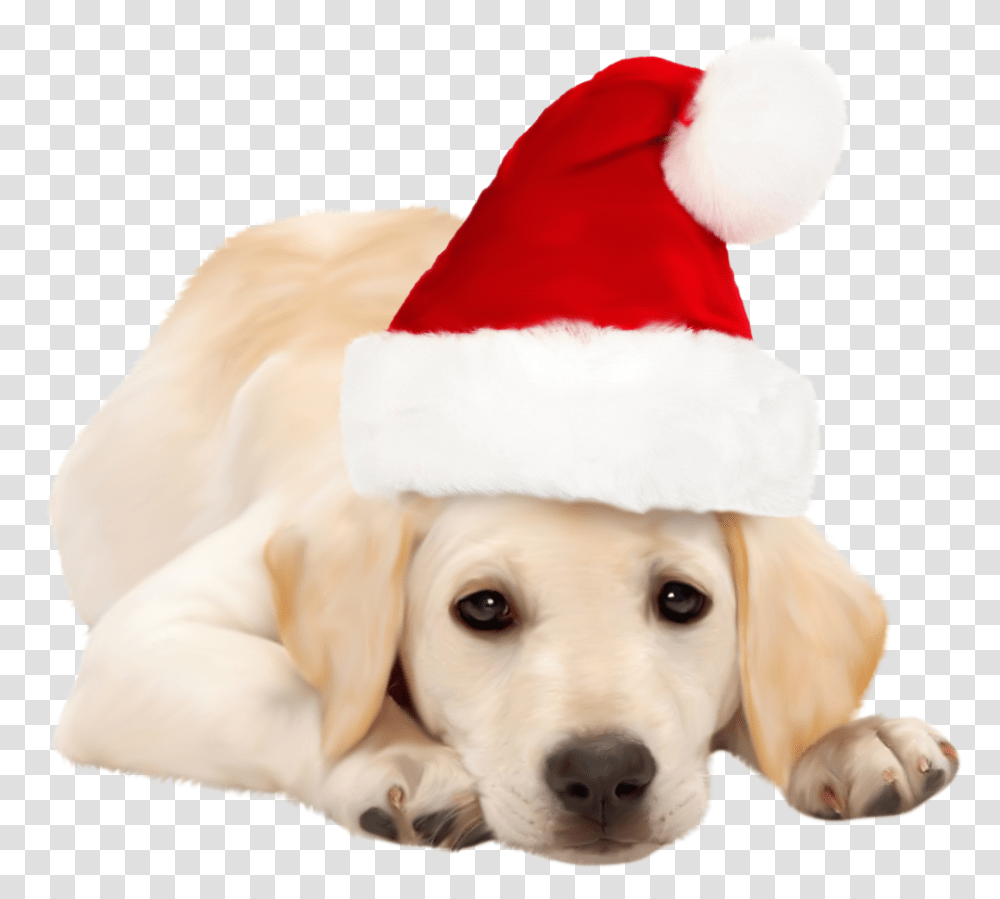 Dog With Christmas Hat, Pet, Animal, Mammal, Canine Transparent Png