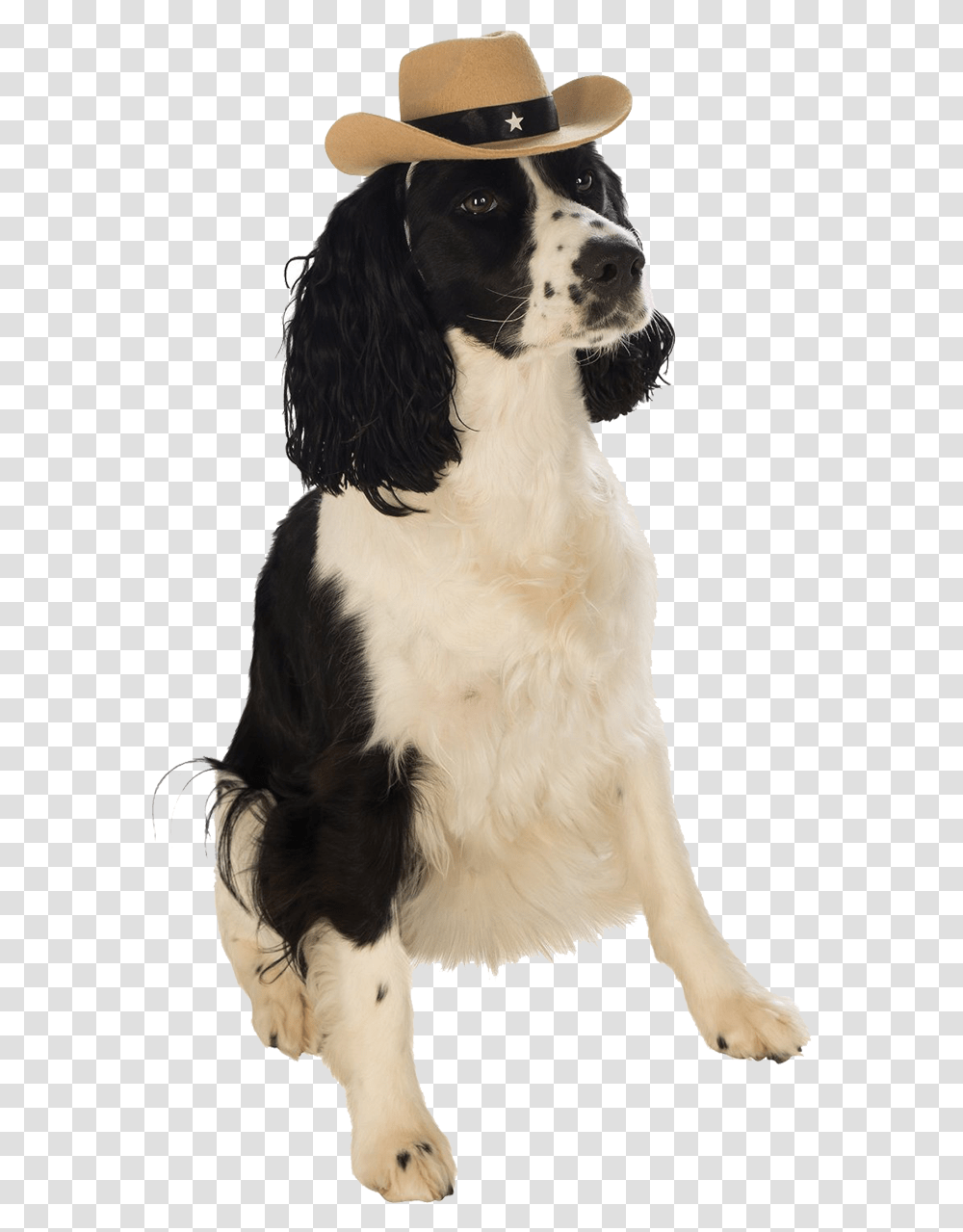 Dog With Cowboy Hat, Pet, Canine, Animal, Mammal Transparent Png