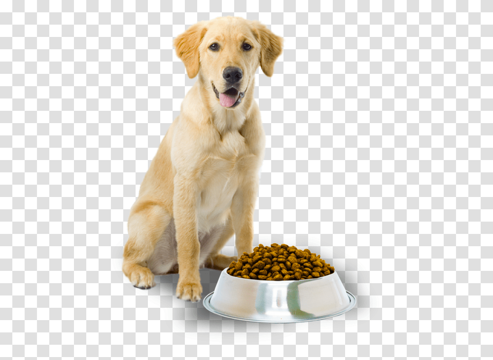 Dog With Dog Food, Pet, Canine, Animal, Mammal Transparent Png