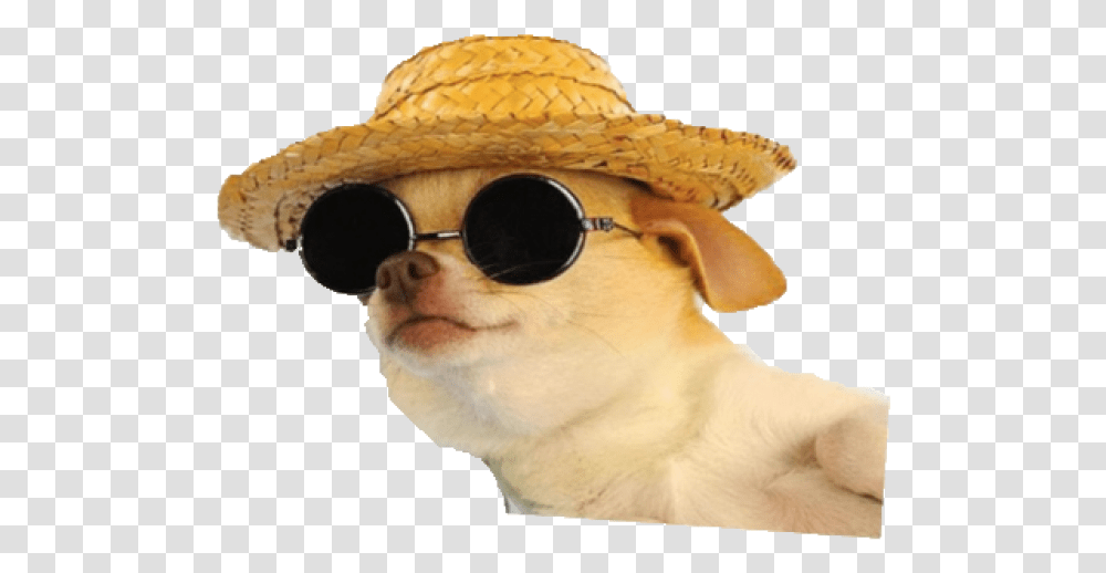 Dog With Sunglasses And Hat, Accessories, Person, Sun Hat Transparent Png
