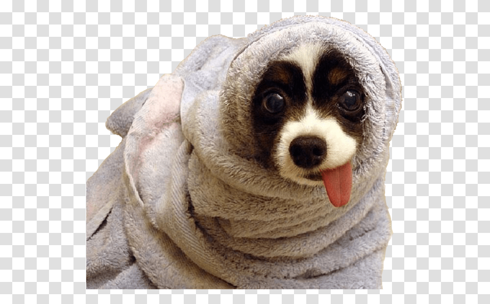 Dog Wrapped In A Blanket, Mammal, Animal, Canine, Pet Transparent Png