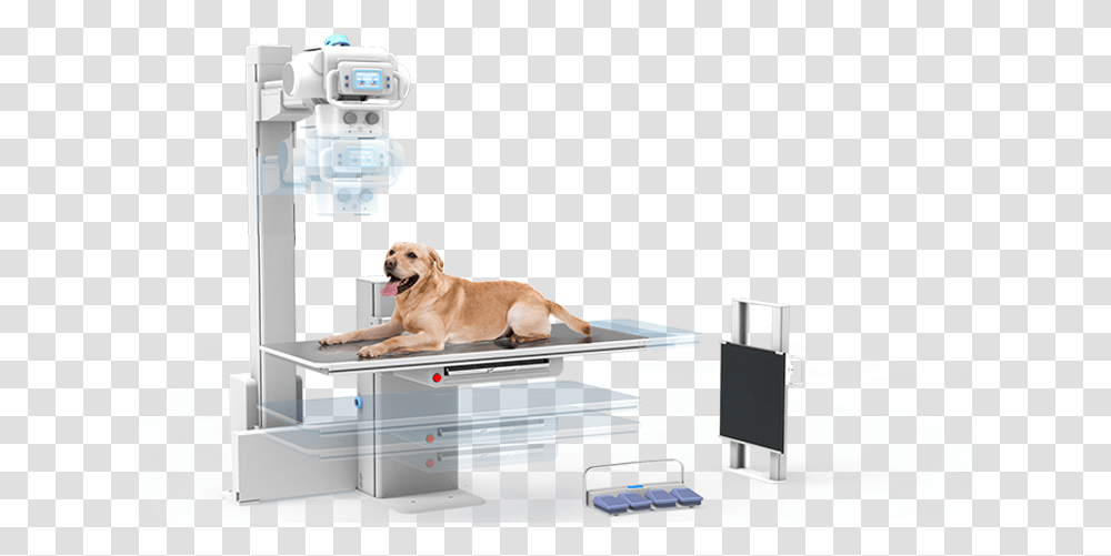Dog X Ray Machine, Pet, Canine, Animal, Mammal Transparent Png